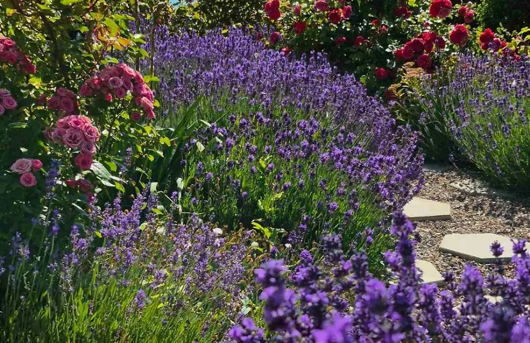 Villa Lavanda-1